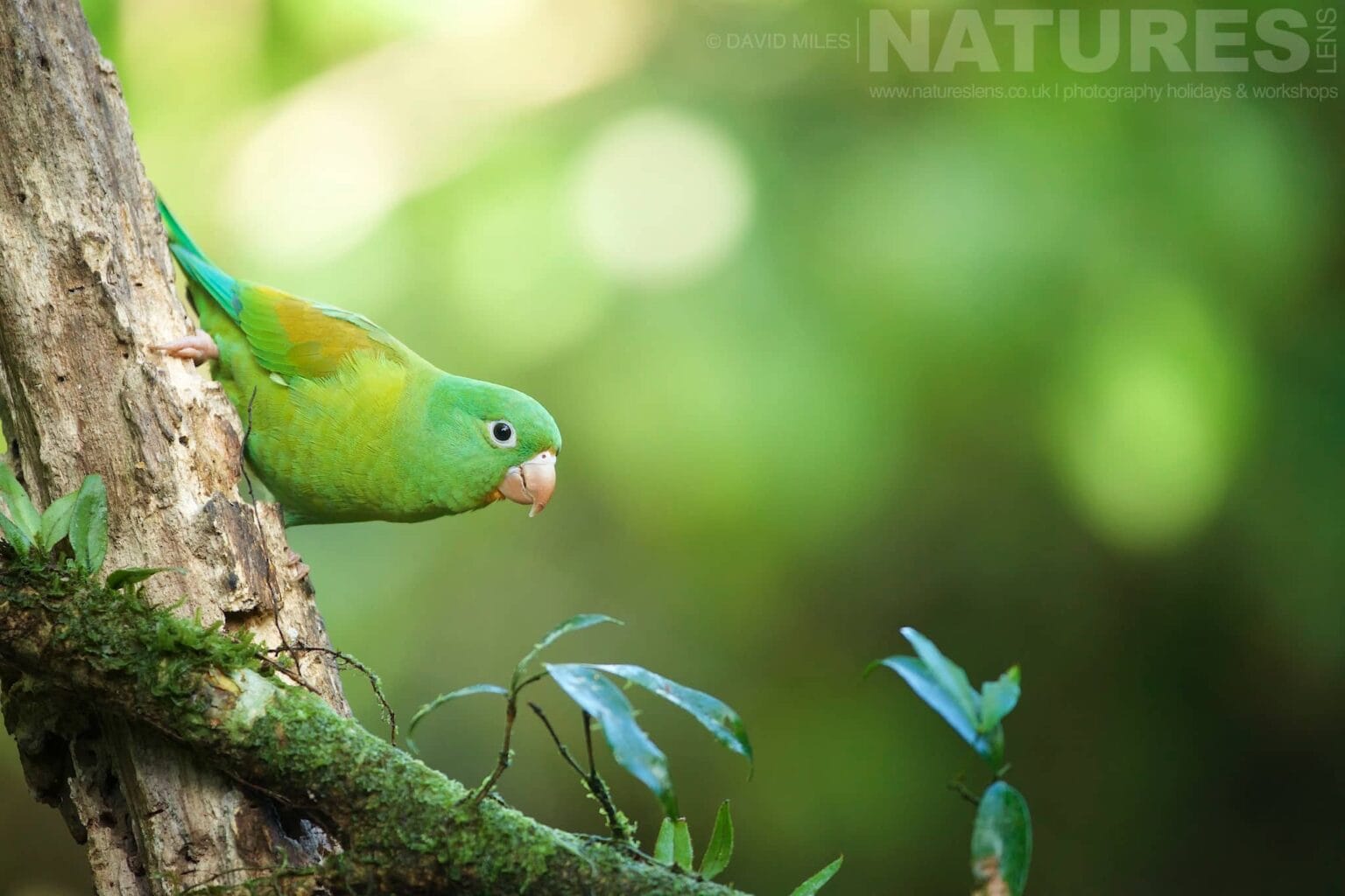 A Parakeet Peeps Out From Behind A Tree Trunk Typical Of The Kind Of Image We Hope You Will Capture During Our Costa Rican Wildlife Photography Holiday