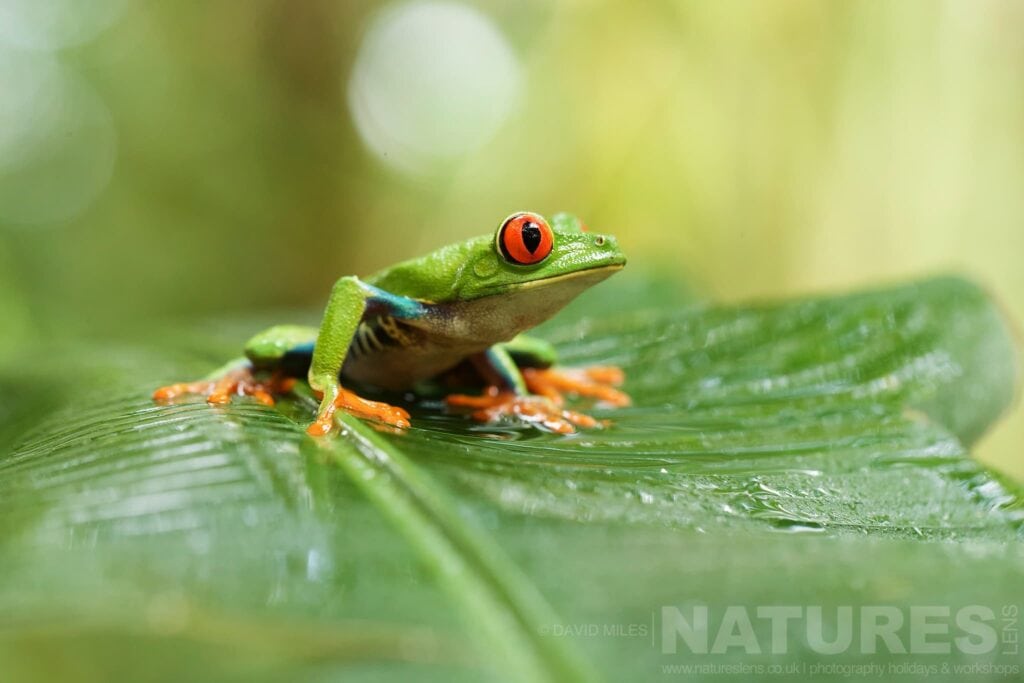 Join Us For The Ultimate Costa Rican Wildlife Photography Tour