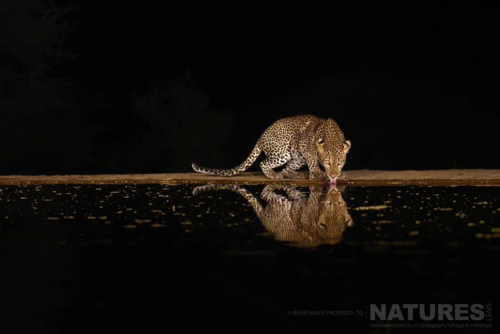 A Stunning Leopard Drinks From A Waterhole At Night During Our Nine Night African Wildlife By Night Day Photography Holiday