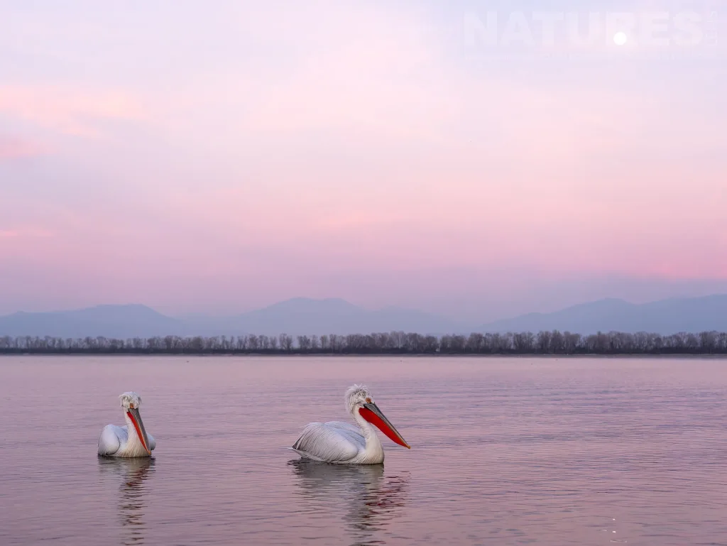 Photographing the Unique Dalmatian Pelicans of Lake Kerkini with NaturesLens in {acf_year}