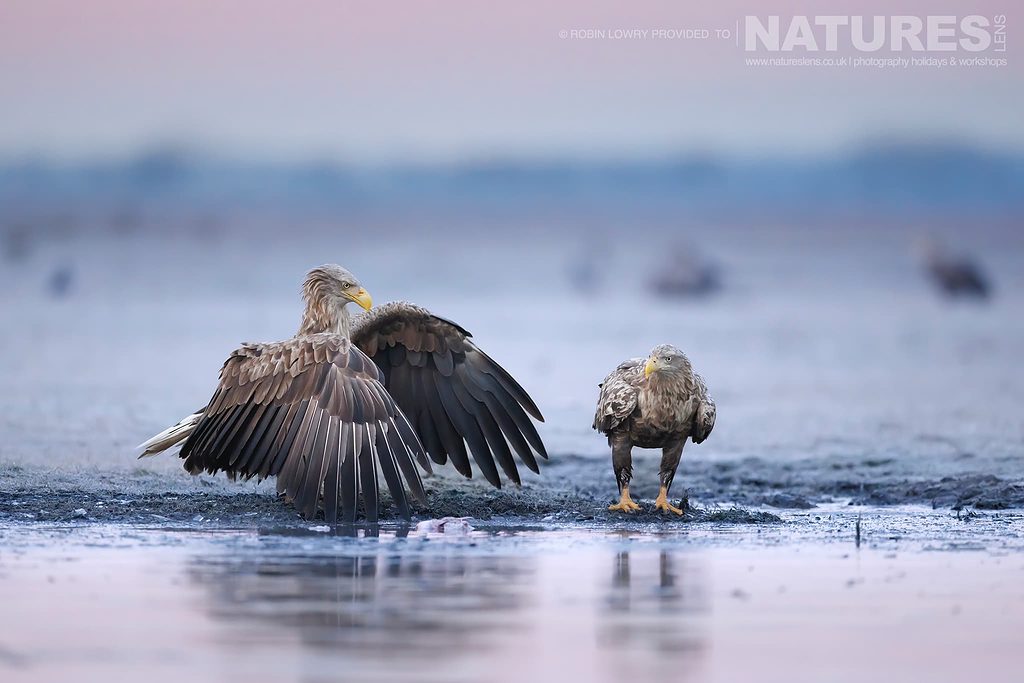 A Mantling White Tailed Eagle The Largest Bird Species Found Amongst The Wildlife Of The Hortobagy National Park In Hungary Robin Lowry – Hortobagy’s Eagles – 2023
