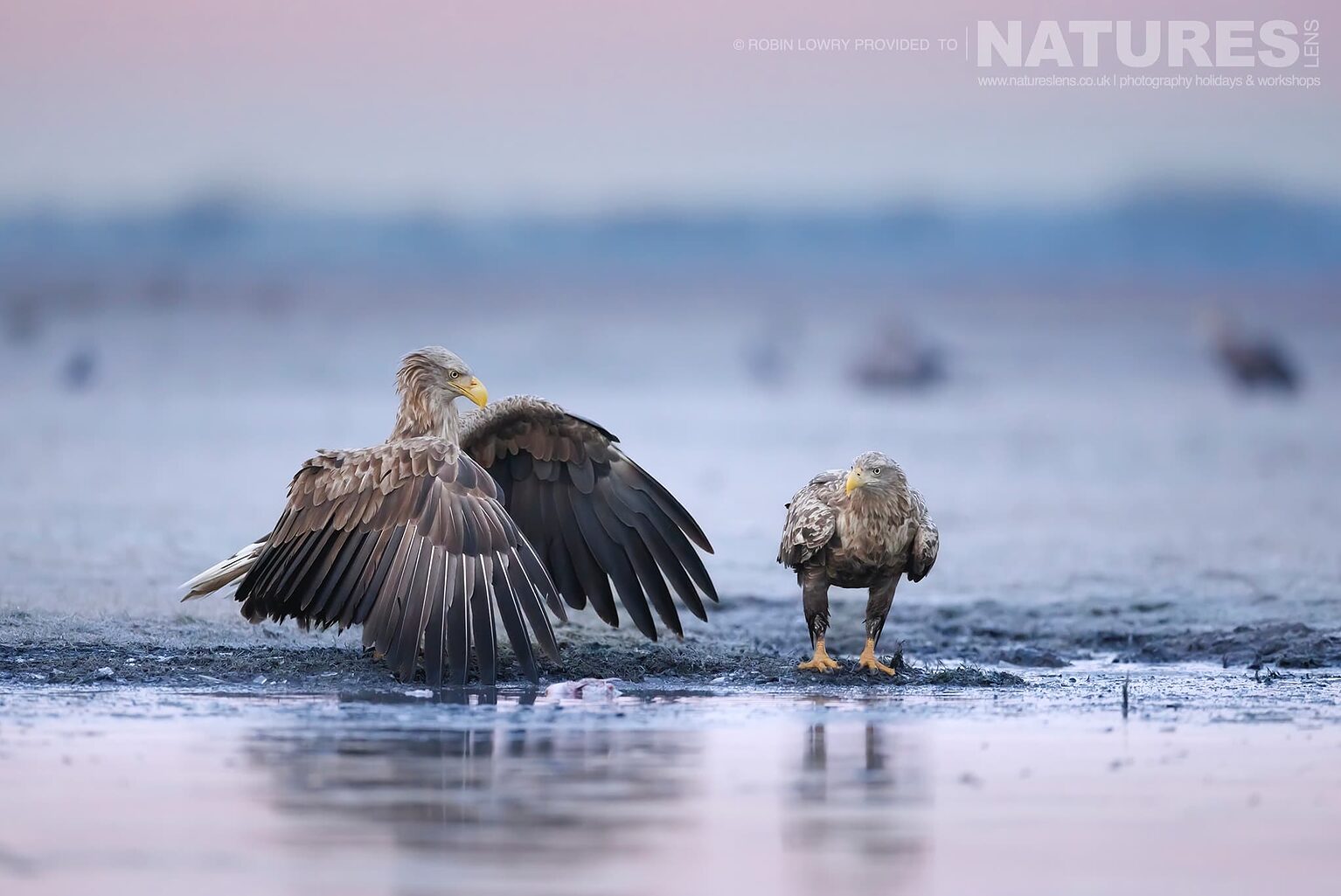 A Mantling White Tailed Eagle The Largest Bird Species Found Amongst The Wildlife Of The Hortobágy National Park In Hungary