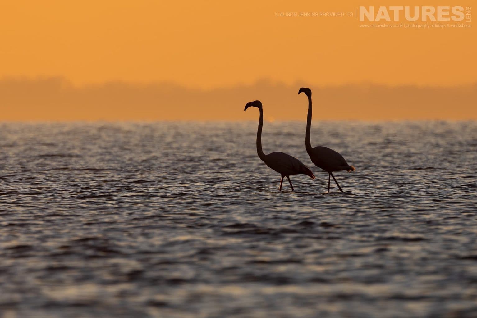 A Pair Of Flamingos Stride Through The Shallow Waters Of The Lake Photographed During A Natureslens Wildlife Photography Holiday
