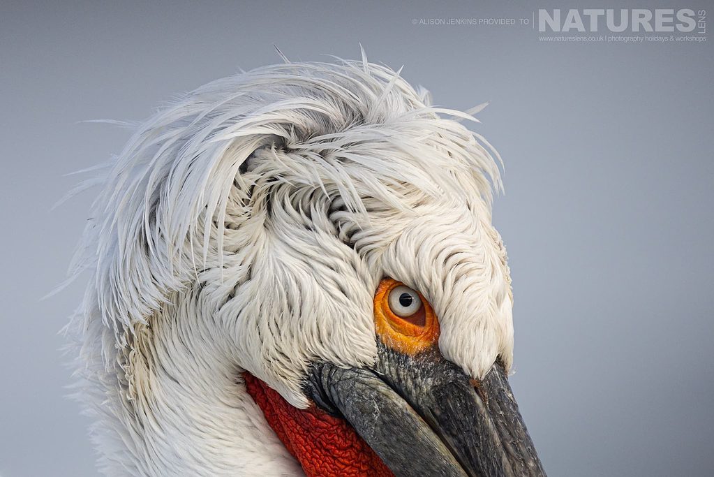 A Portrait Image Showing The Feather Detail Of One Of The Magnificent Pelicans Of Lake Kerkini Photographed During A Natureslens Wildlife Photography Holiday Alison Jenkins – Dalmatian Pelicans of Lake Kerkini – 2023