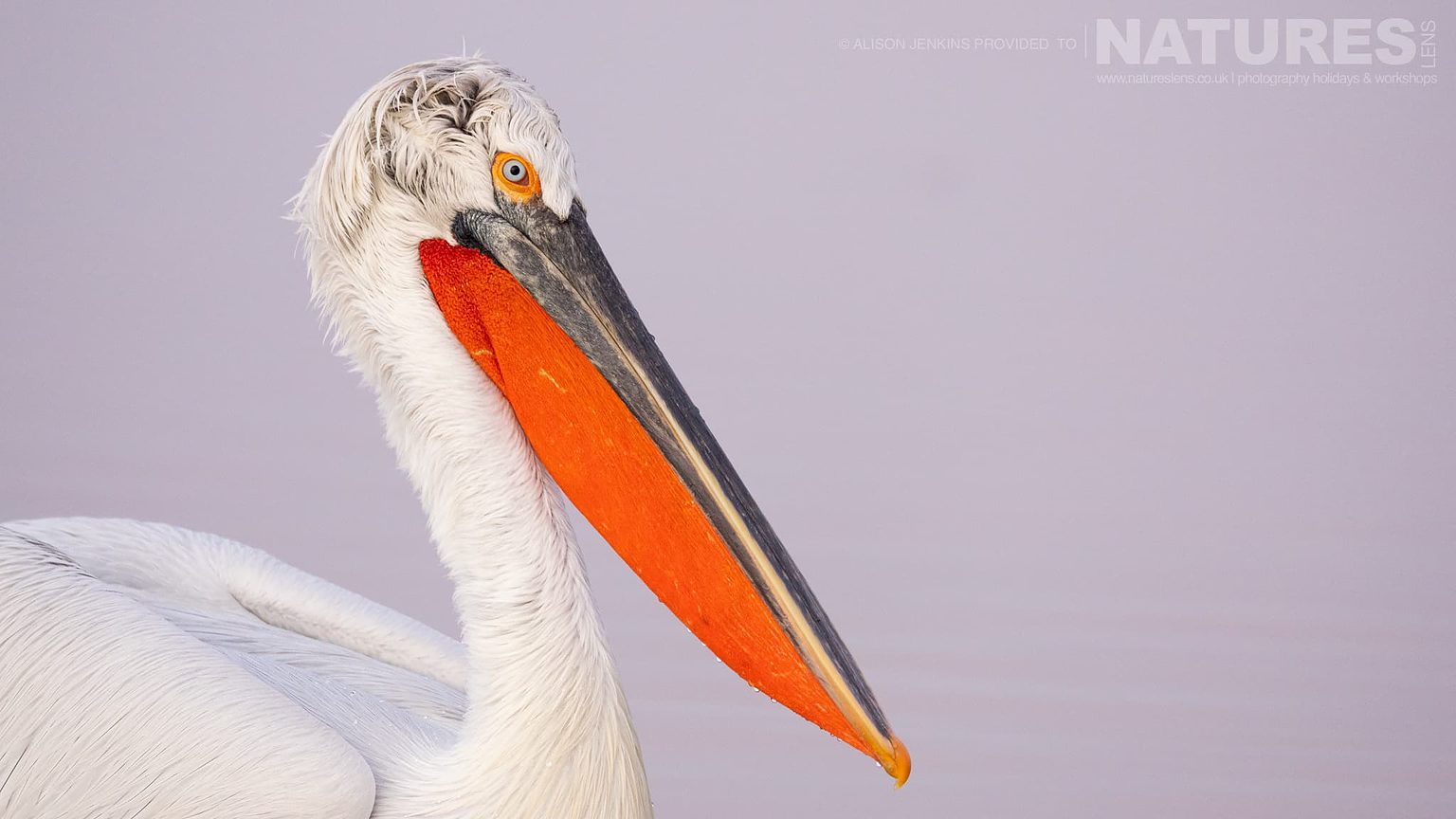 A Portrait Of One Of The Pelicans Of Lake Kerkini As It Drifts On The Lake Photographed During A Natureslens Wildlife Photography Holiday