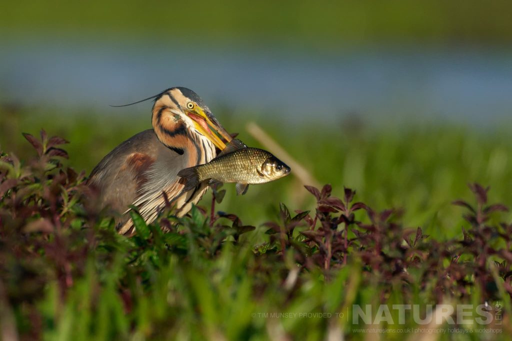A Purple Heron With A Catch One Of The Species That Features On The Natureslens Birds Of The Danube Delta Photography Holiday