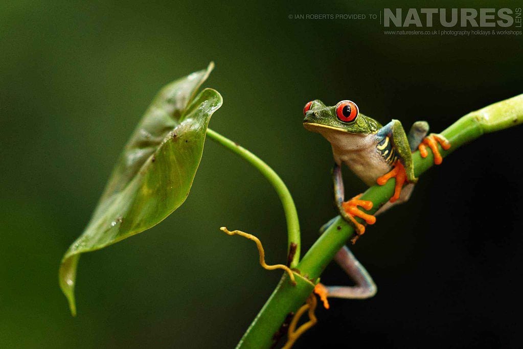 A Red Eyed Tree Frog Photograhed During A Natureslens Photography Tour Of Costa Rica