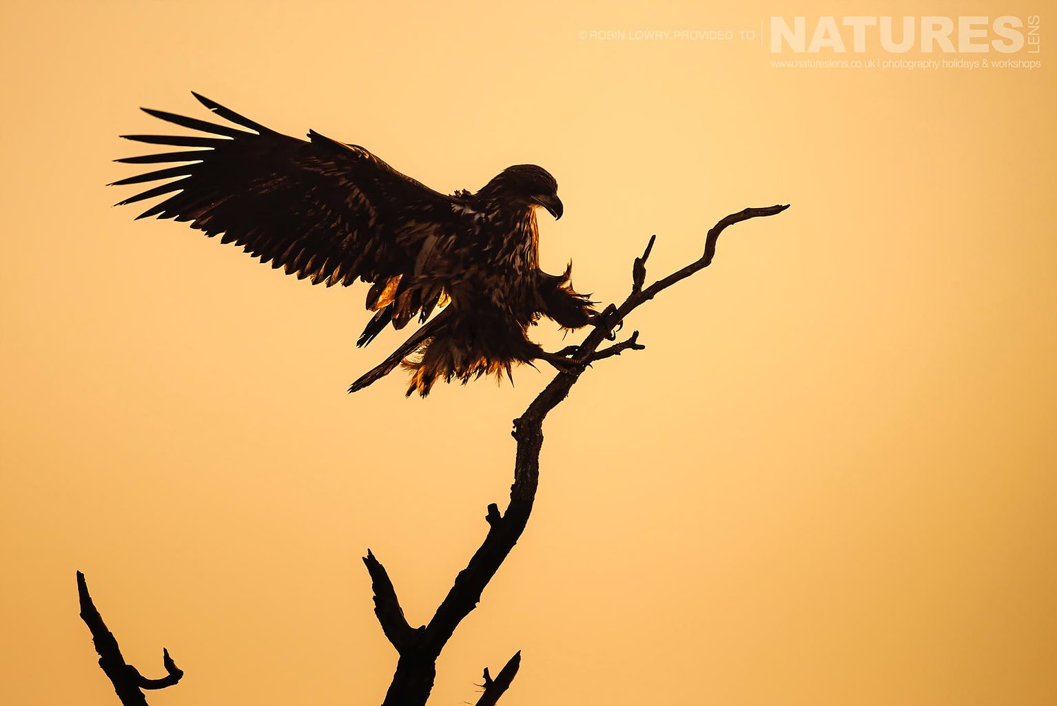 A Silhouetted White Tailed Eagle Lands On A Try Against A Golden Sky The Largest Bird Species Found Amongst The Wildlife Of The Hortobagy National Park In Hungary