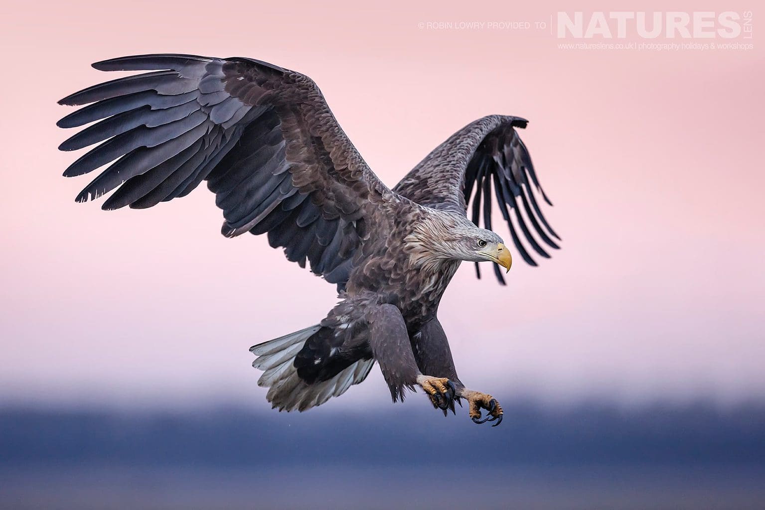 A White Tailed Eagle Comes In To Land Against A Pink Sky The Largest Bird Species Found Amongst The Wildlife Of The Hortobagy National Park In Hungary