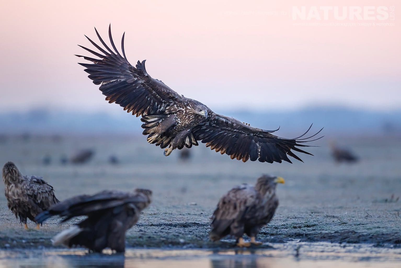 A White Tailed Eagle Comes In To Land The Largest Bird Species Found Amongst The Wildlife Of The Hortobagy National Park In Hungary