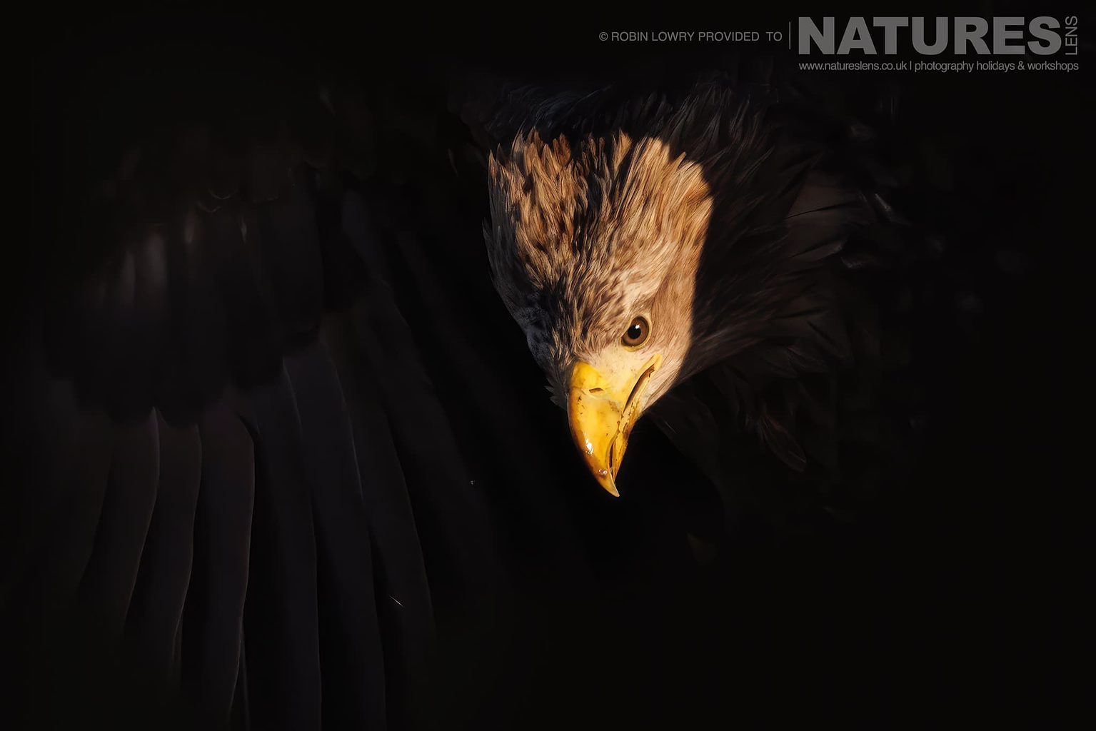 A White Tailed Eagle Only Partially Illuminated Due To The Golden Light The Largest Bird Species Found Amongst The Wildlife Of The Hortobagy National Park In Hungary