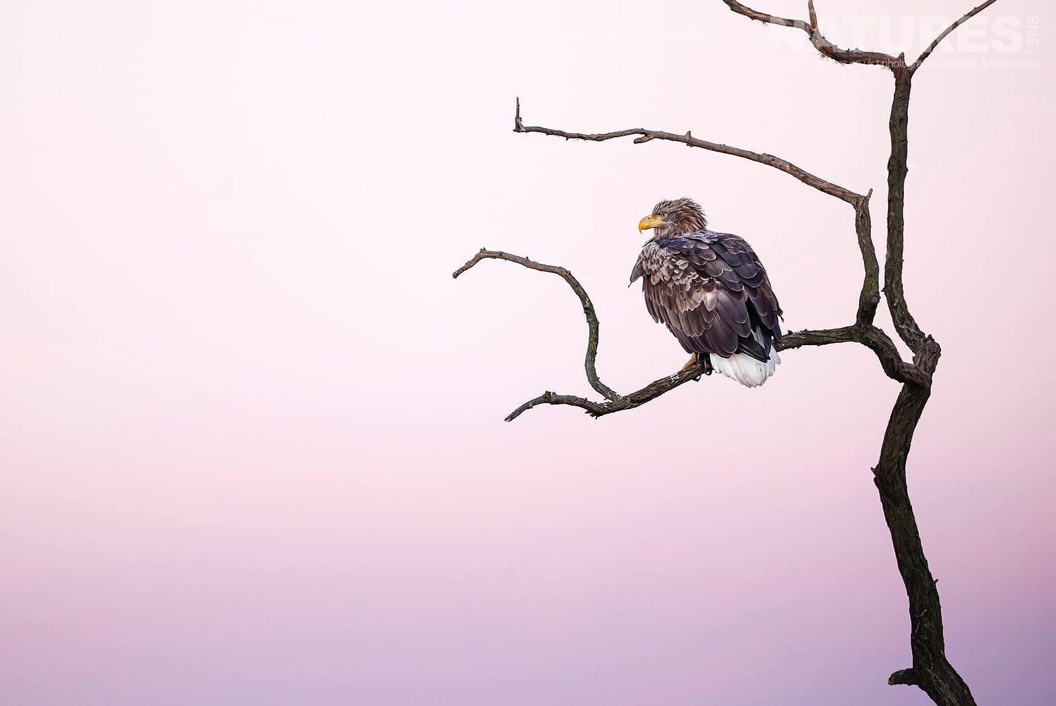 A White Tailed Eagle Perched Against A Pink Sky The Largest Bird Species Found Amongst The Wildlife Of The Hortobagy National Park In Hungary