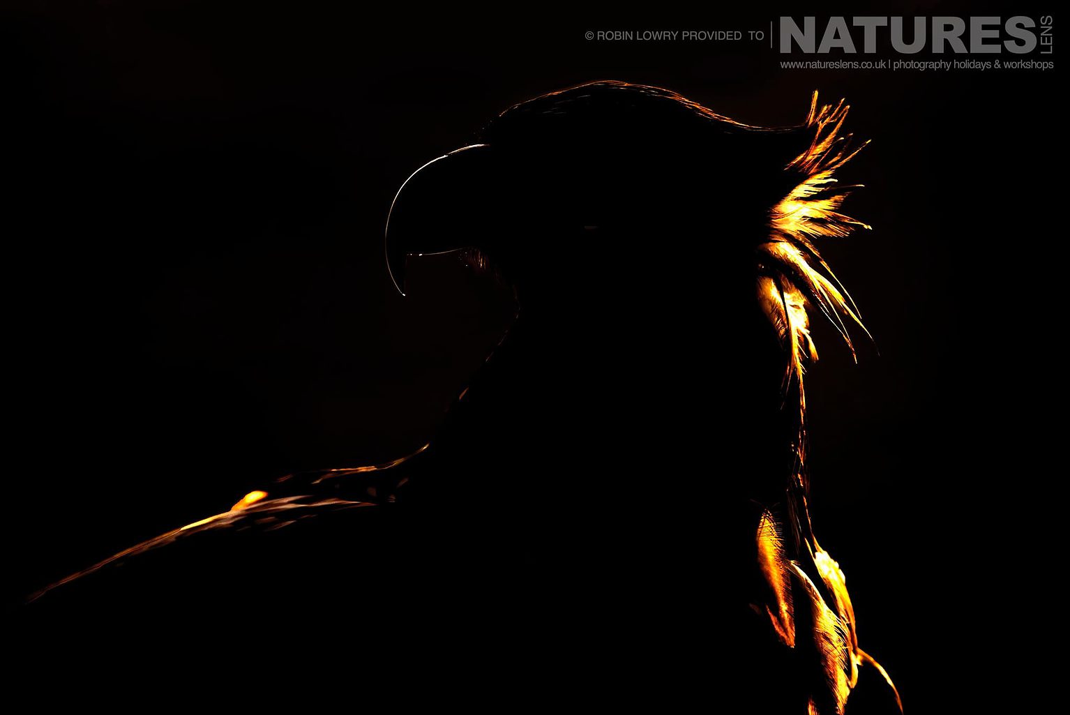 A White Tailed Eagle Rimlit Due To The Golden Light The Largest Bird Species Found Amongst The Wildlife Of The Hortobagy National Park In Hungary