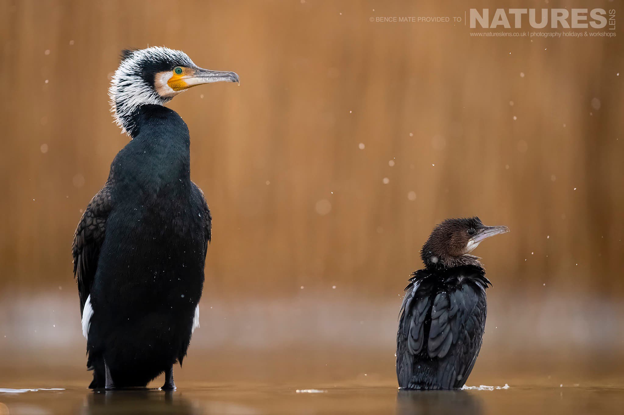 Alert Cormorants At Bence Máté's Photography Hides During The Hungarian Winter