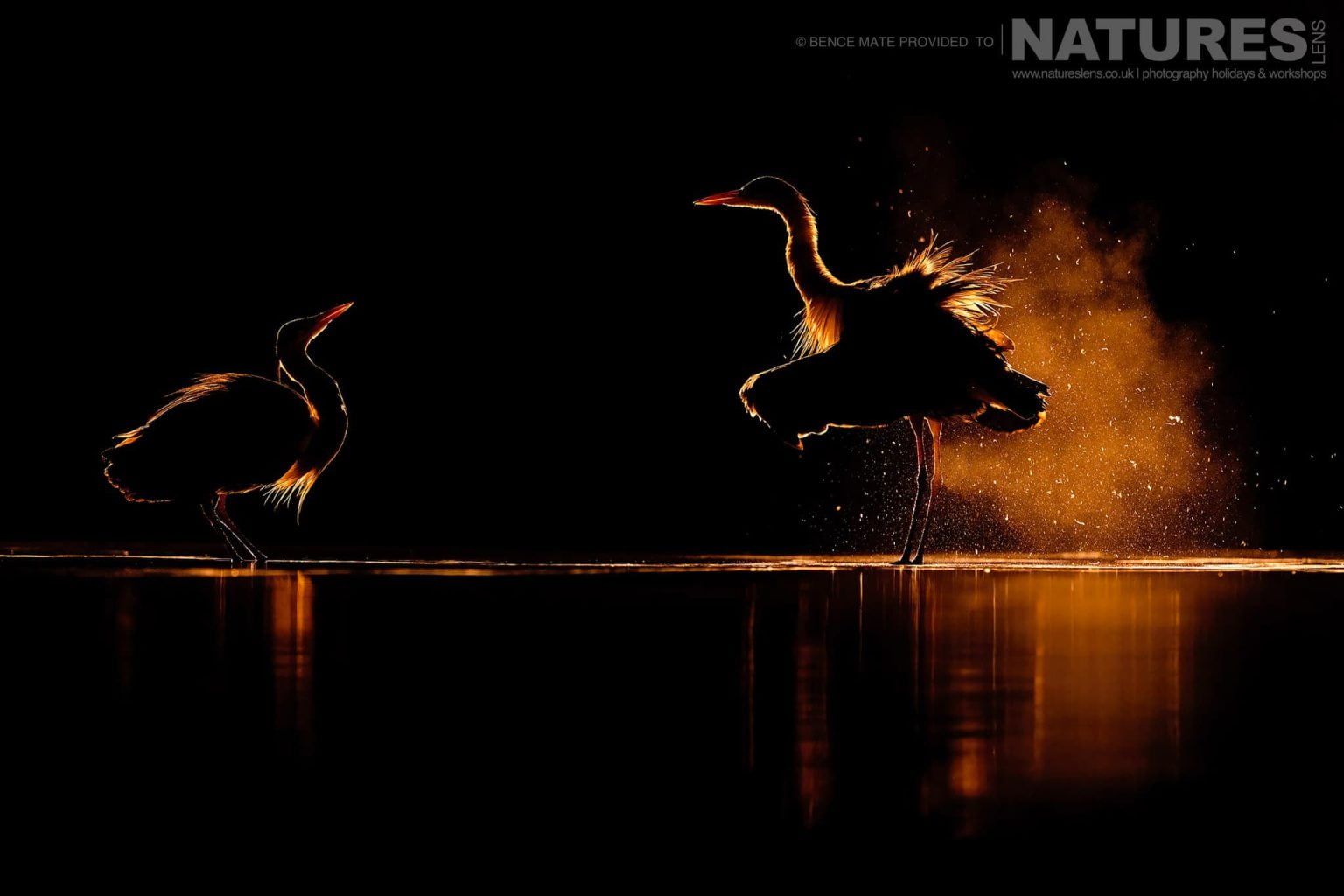 Backlit Herons At Bence Máté's Photography Hides During The Hungarian Winter