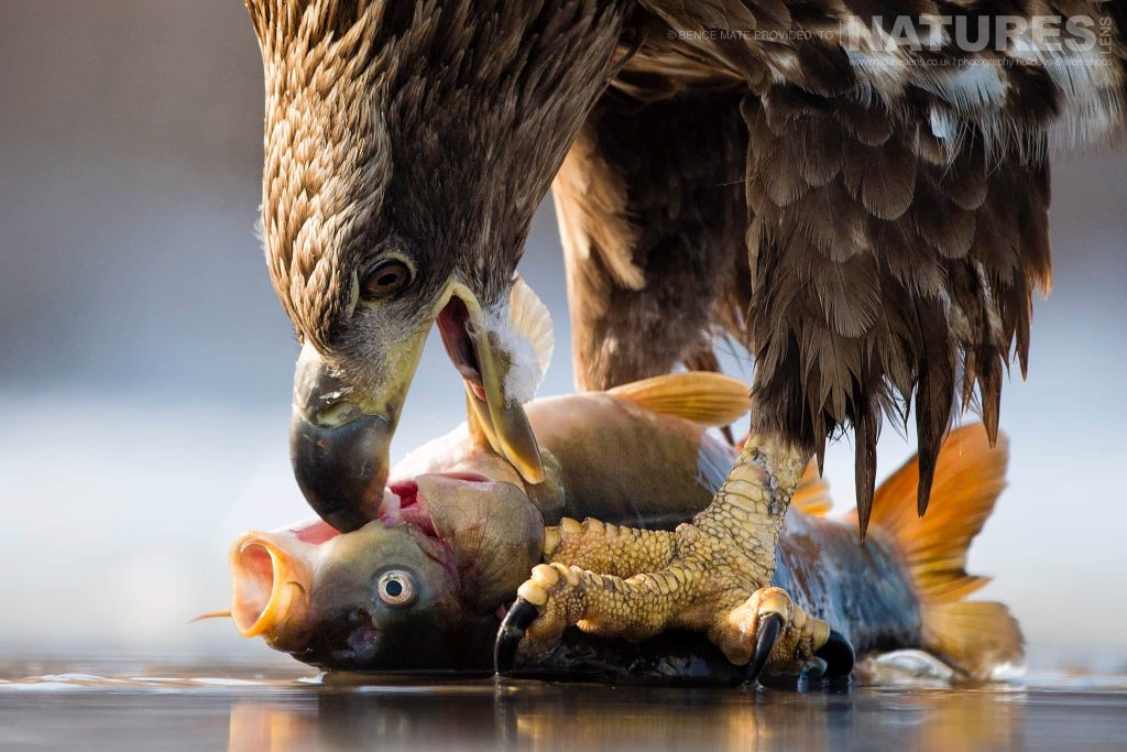Join Us For The Hungarian Winter Wildlife Photography Tour
