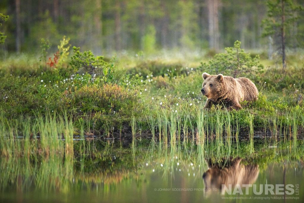 Photographing the Brown Bears of Finland with NaturesLens in {acf_year}