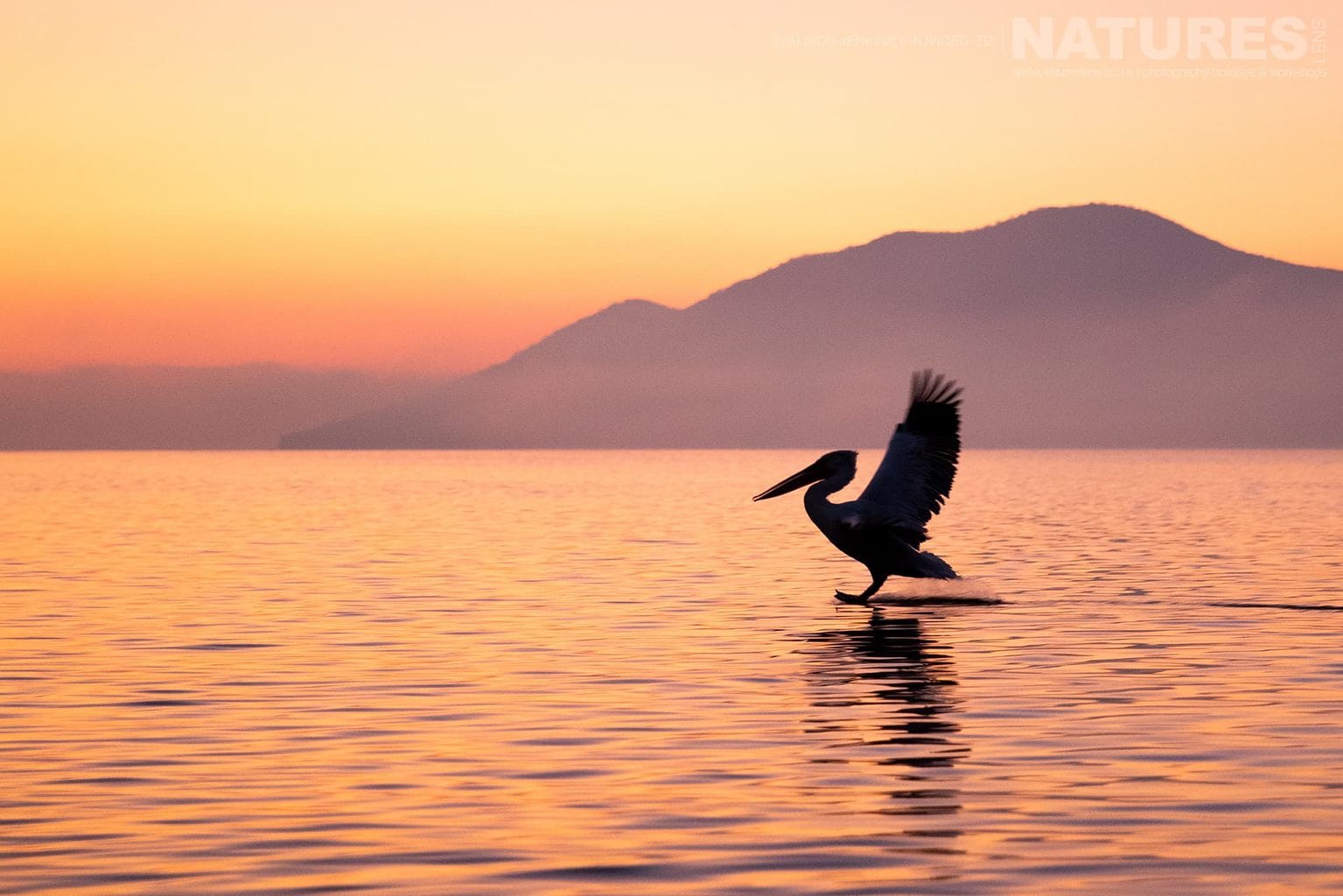 One Of The Magnificent Pelicans Of Lake Kerkini Landing On The Waters Of The Lake During Golden Hour Photographed During A Natureslens Wildlife Photography Holiday