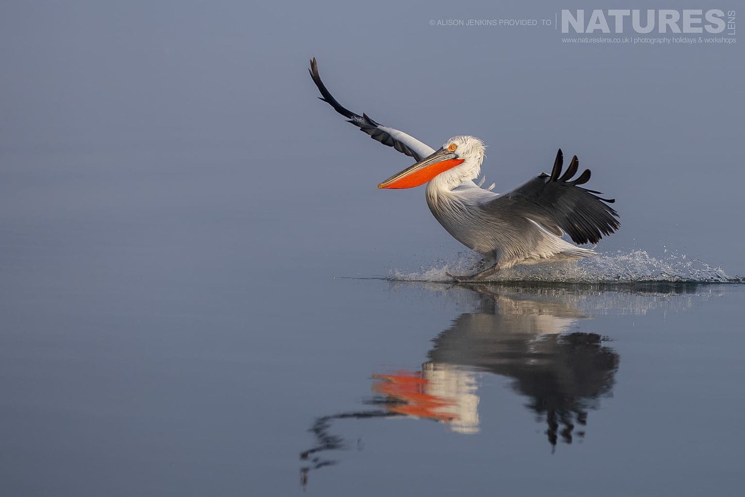 One Of The Pelicans Of Lake Kerkini Makes A Splash At It Lands On The Lake Waters Photographed During A Natureslens Wildlife Photography Holiday