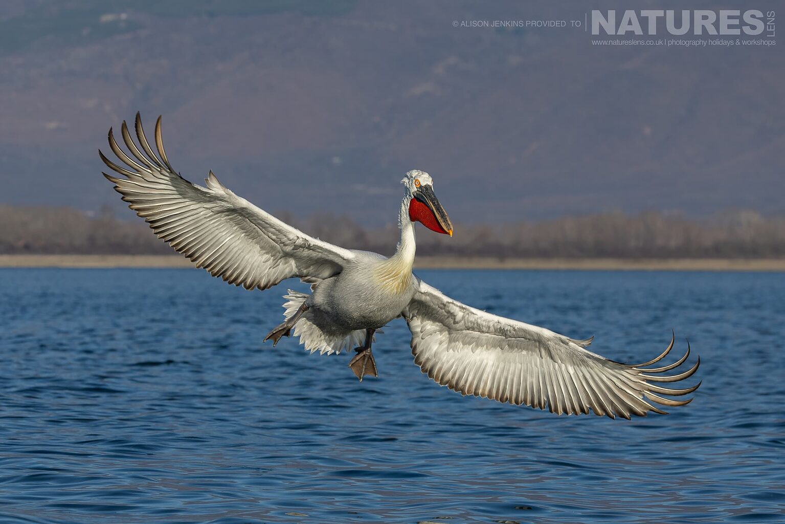 One Of The Pelicans Of Lake Kerkini Showing It Massive Wingspan Photographed During A Natureslens Wildlife Photography Holiday