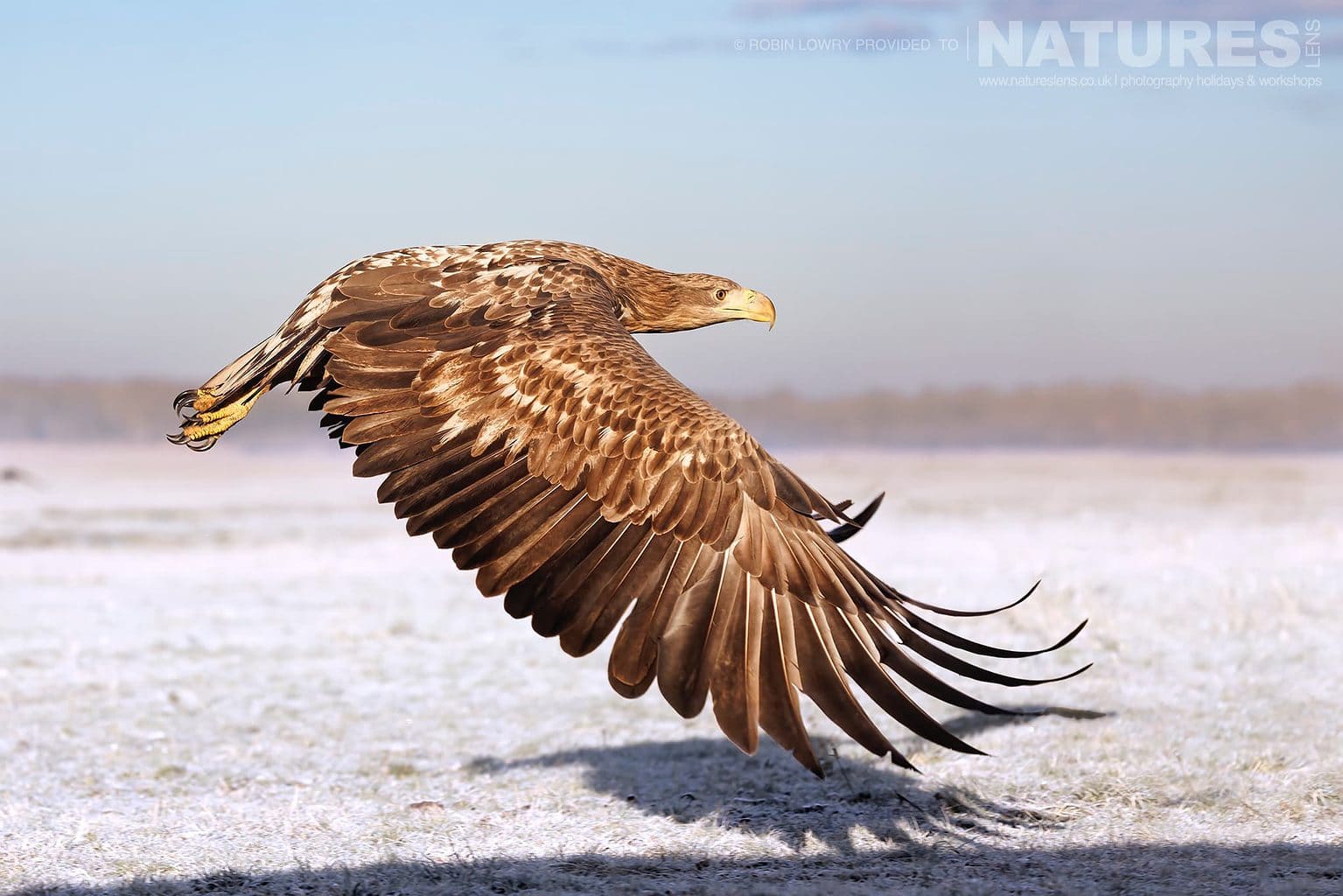 One Of The White Tailed Eagles Flies Across The Frozen Ground The Largest Bird Species Found Amongst The Wildlife Of The Hortobagy National Park In Hungary
