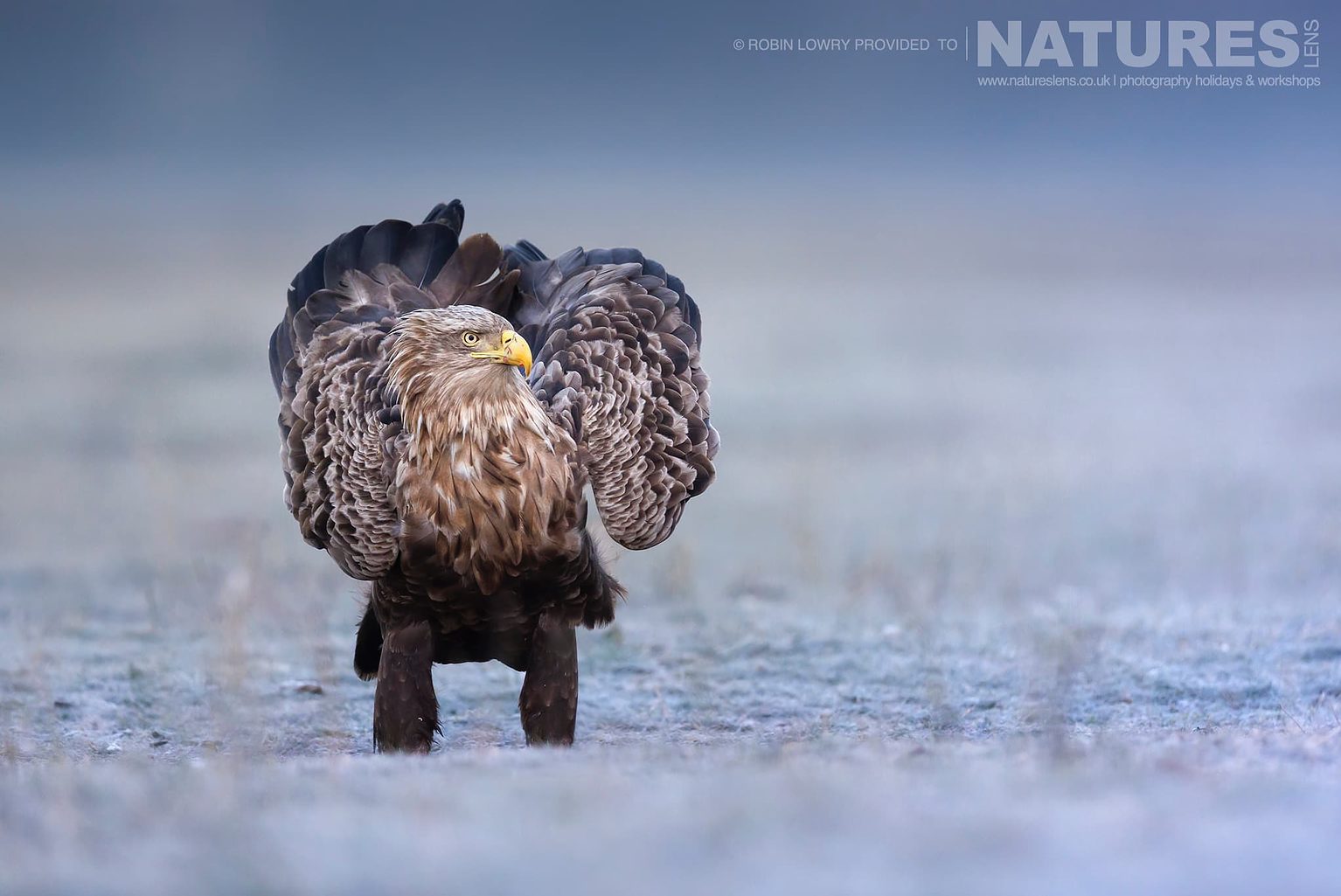 One Of The White Tailed Eagles Rouses It Feathers Whilst Stood On Frozen Ground The Largest Bird Species Found Amongst The Wildlife Of The Hortobagy National Park In Hungary
