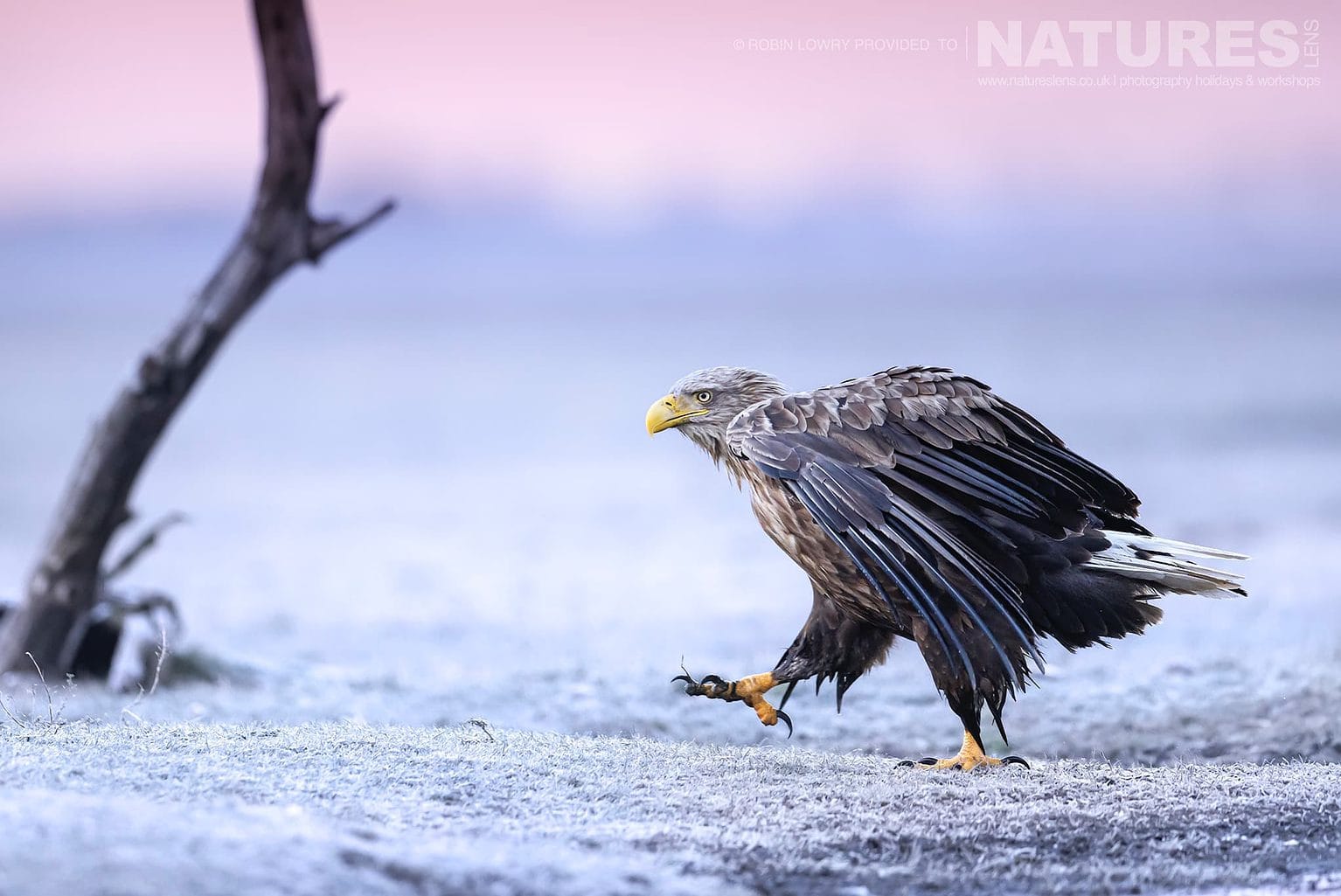 One Of The White Tailed Eagles Strides Across The Frozen Ground The Largest Bird Species Found Amongst The Wildlife Of The Hortobagy National Park In Hungary