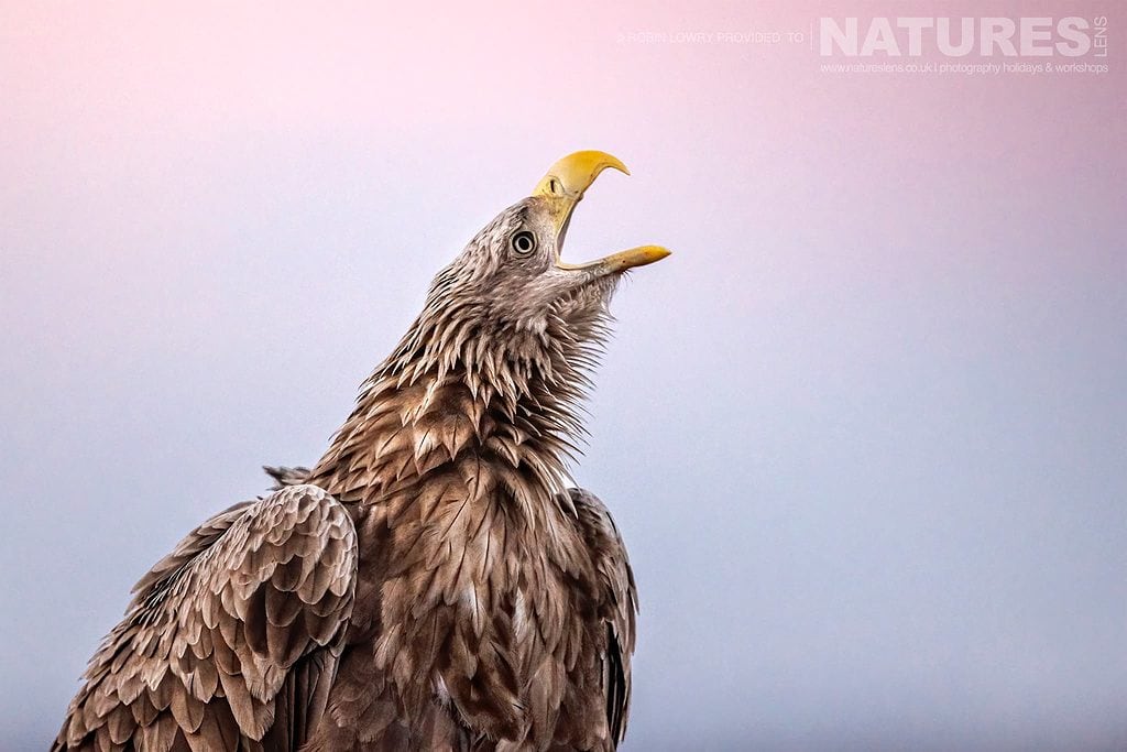 Join Us For The Eagles of the Hortobágy Photography Tour