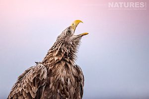 One Of The White Tailed Eagles The Largest Bird Species Found Amongst The Wildlife Of The Hortobagy National Park In Hungary