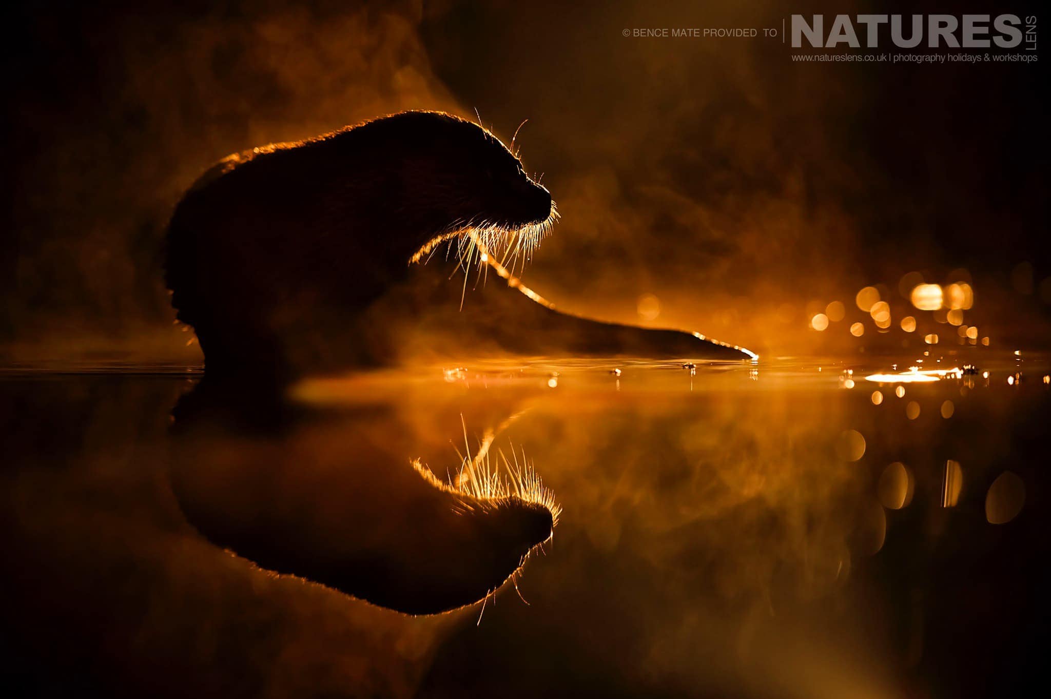 Otter at night at Bence Máté's Photography Hides during the Hungarian Winter