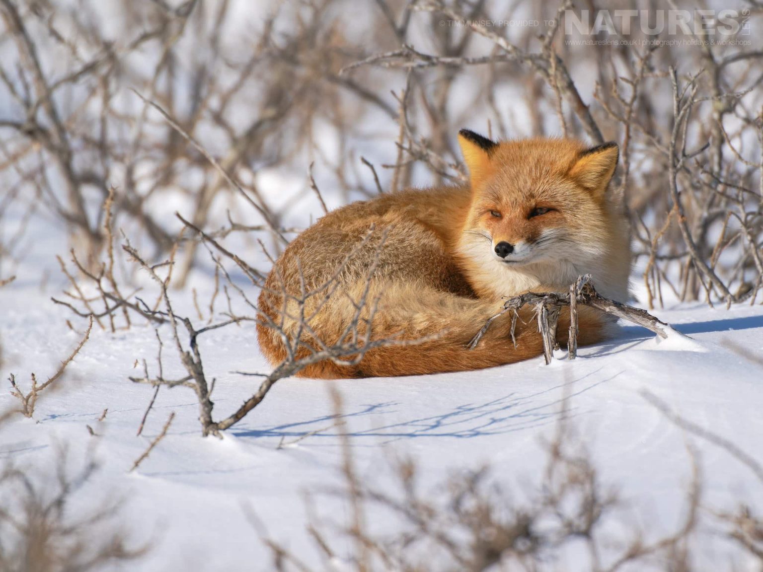 A Japanese Red Fox Resting On The Snow One Of The Species Featured During Our Japans Winter Wildlife Photography Holiday