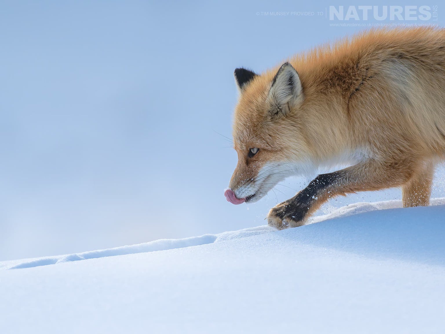A Japanese Red Fox Walking On Snow One Of The Species Featured During Our Japans Winter Wildlife Photography Holiday