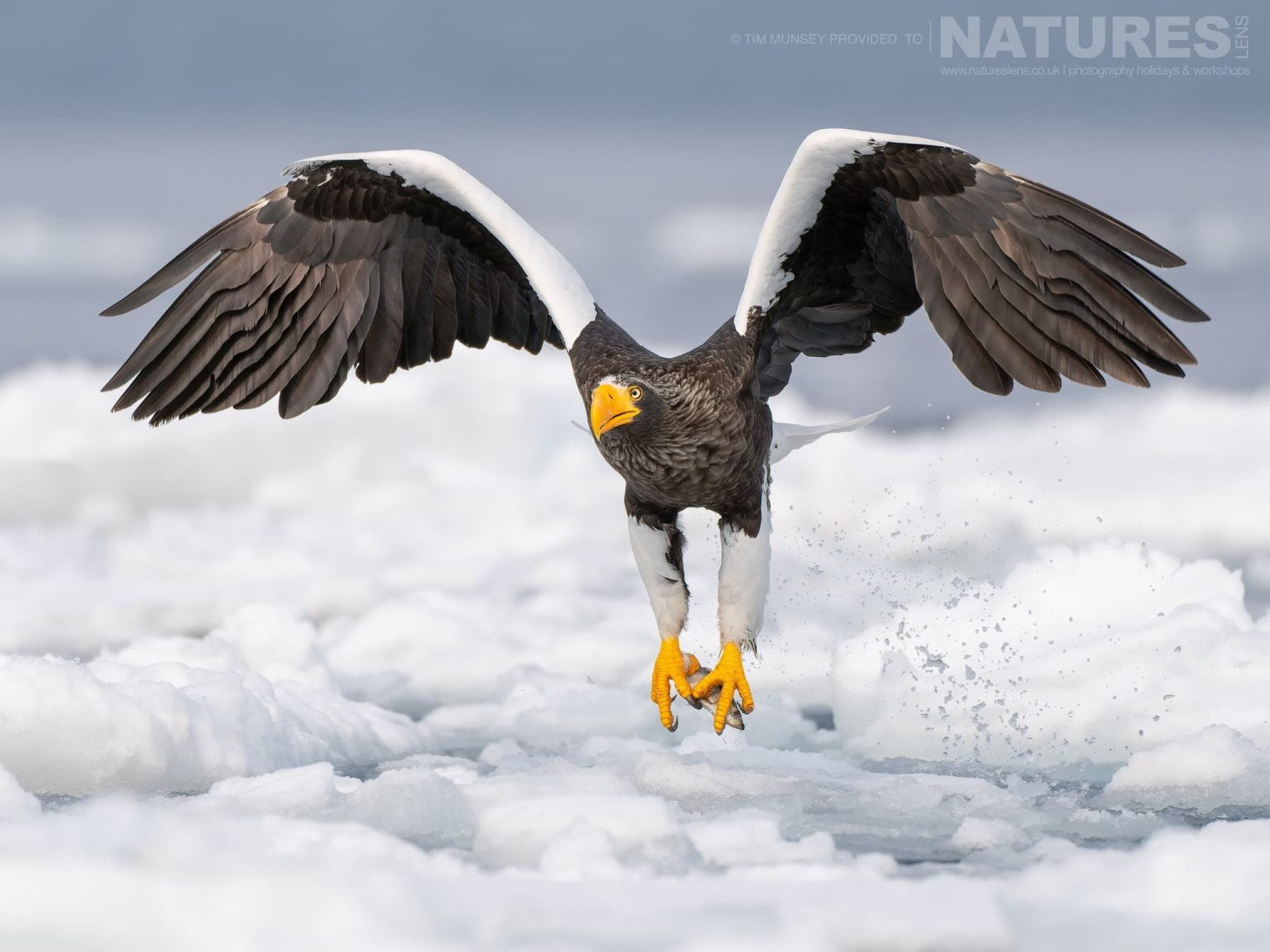 A Stellers Sea Eagle Takes Flight One Of The Species Featured During Our Japans Winter Wildlife Photography Holiday