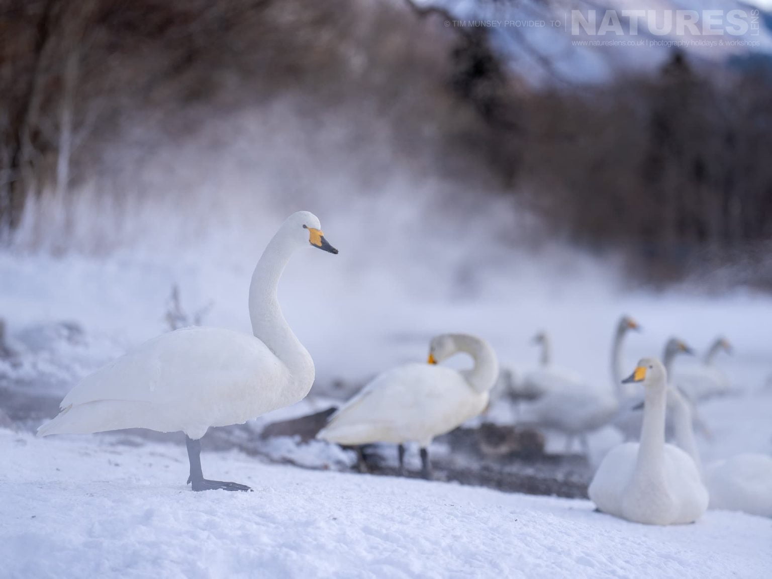 A Group Of Whooper Swans At One Of The Caldera Areas Found Adjacent To The Lake One Of The Species Featured During Our Japans Winter Wildlife Photography Holiday