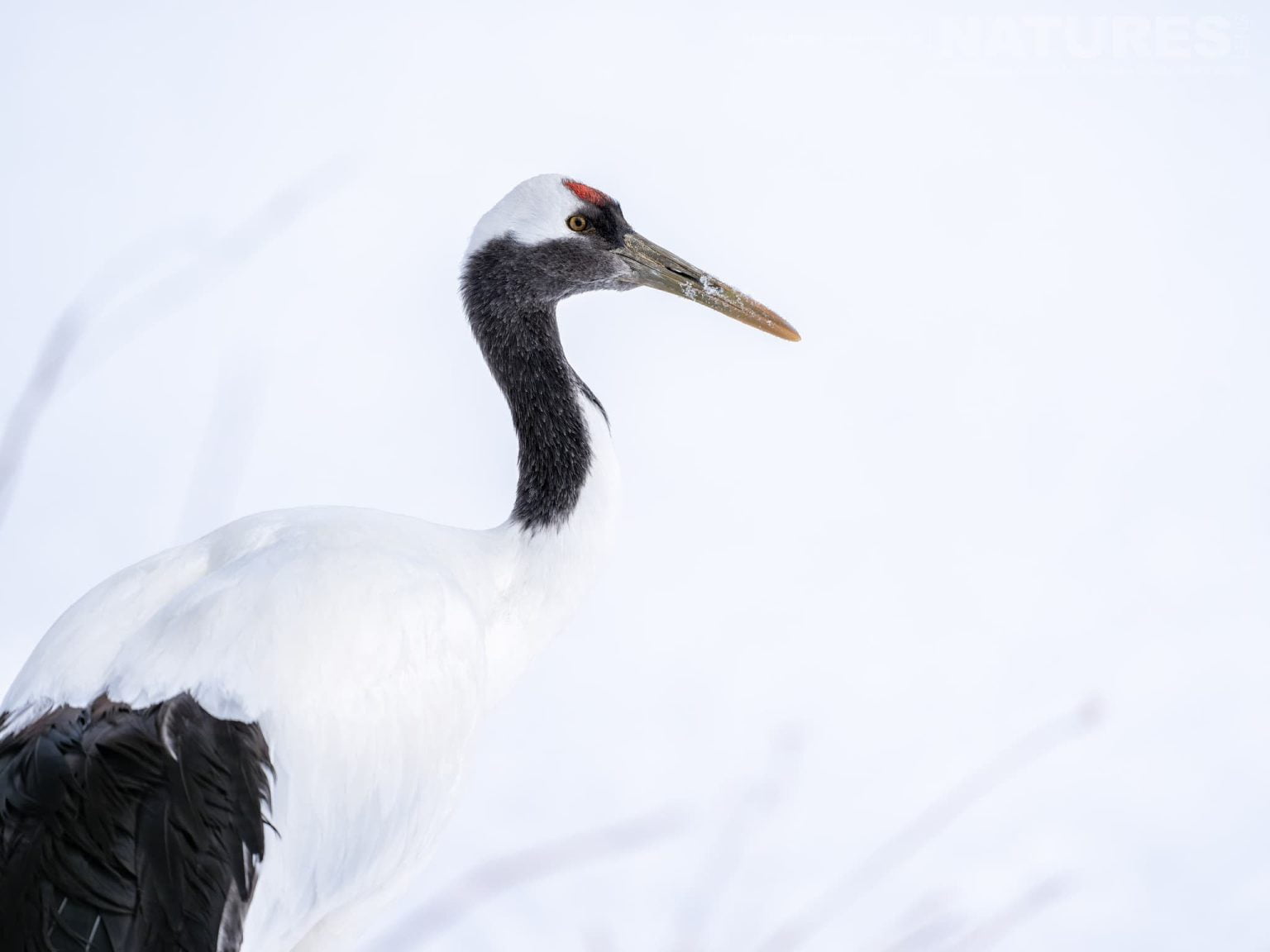 A Lone Japanese Red Crowned Crane Against A Snow Covered Background One Of The Species Featured During Our Japans Winter Wildlife Photography Holiday