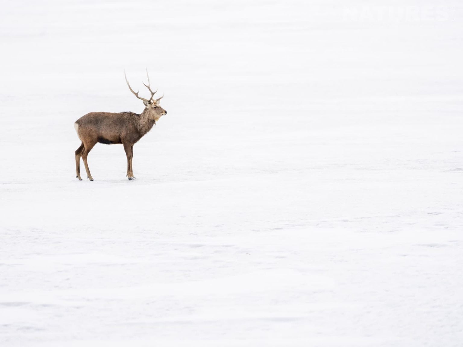 A Lone Japanese Sika Deer On A Snow Covered Frozen Lake One Of The Species Featured During Our Japans Winter Wildlife Photography Holiday