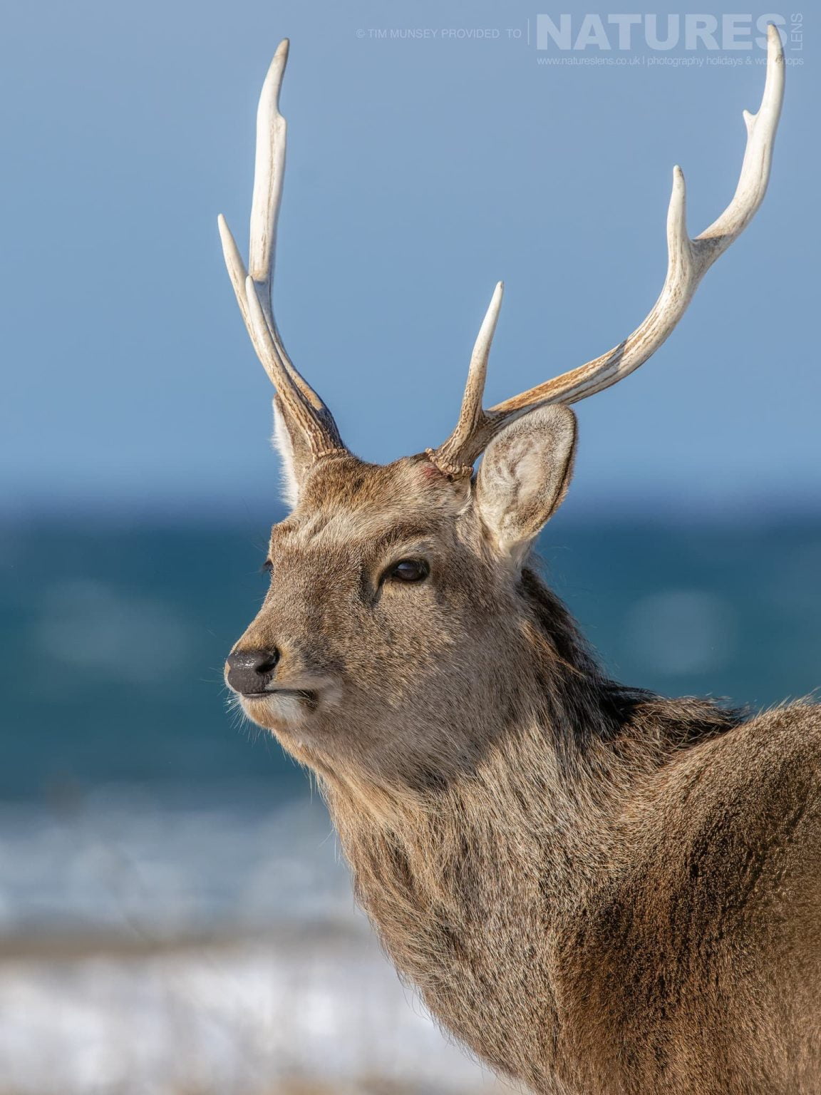 A Lone Japanese Sika Deer On A Snow Covered Penninsula One Of The Species Featured During Our Japans Winter Wildlife Photography Holiday