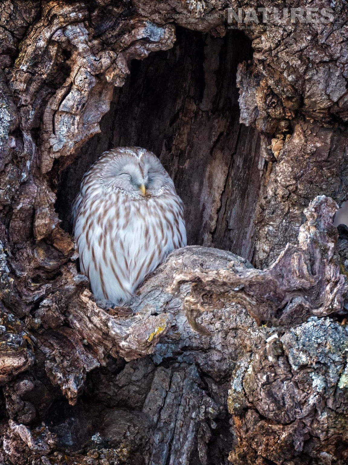 A Lone Ural Owl Asleep Within An Old Tree One Of The Species Featured During Our Japans Winter Wildlife Photography Holiday 1