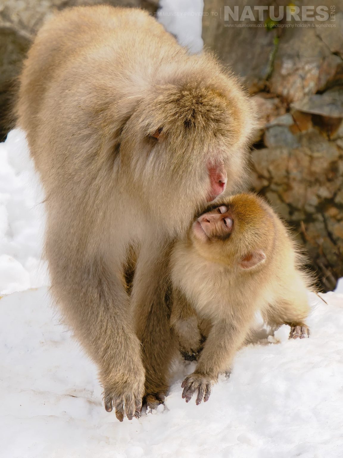 A Pair Of Snow Monkeys Or Japanese Macaques Of Jigokudani Snow Monkey Park Showing Family Bonds One Of The Species Featured During Our Japans Winter Wildlife Photography Holiday
