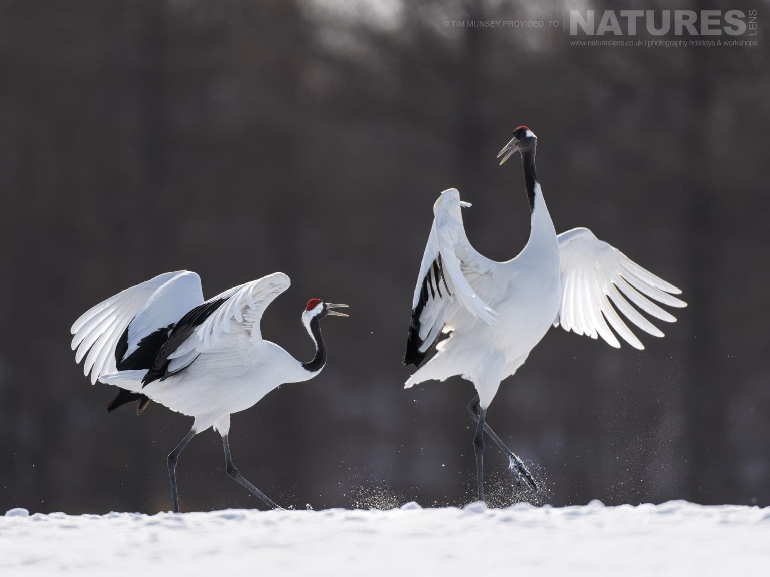 A Pair Of The Japanese Red Crowned Cranes Dancing On Snow One Of The Species Featured During Our Japans Winter Wildlife Photography Holiday