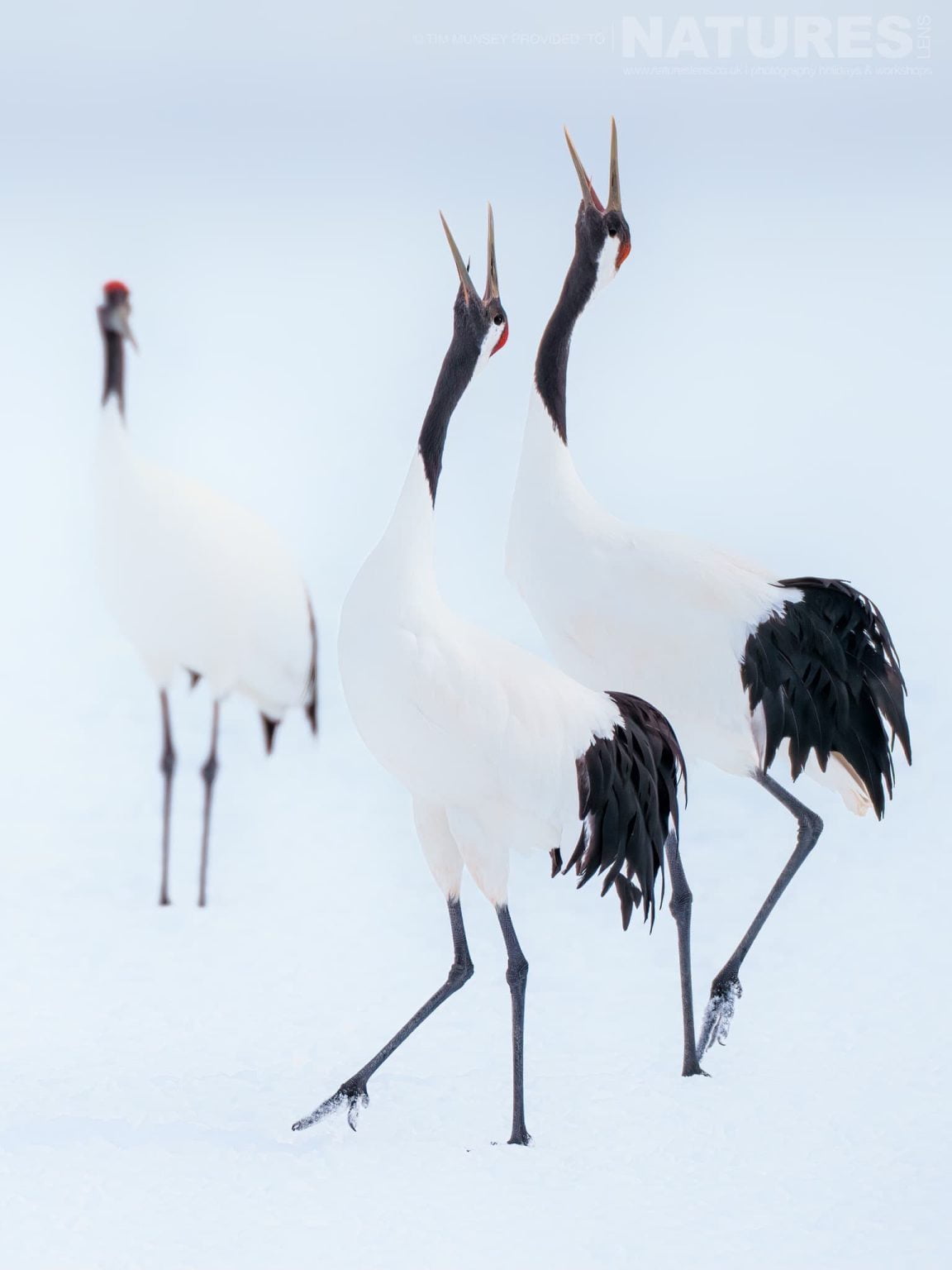 A Pair Of The Japanese Red Crowned Cranes Making Their Call On Snow One Of The Species Featured During Our Japans Winter Wildlife Photography Holiday