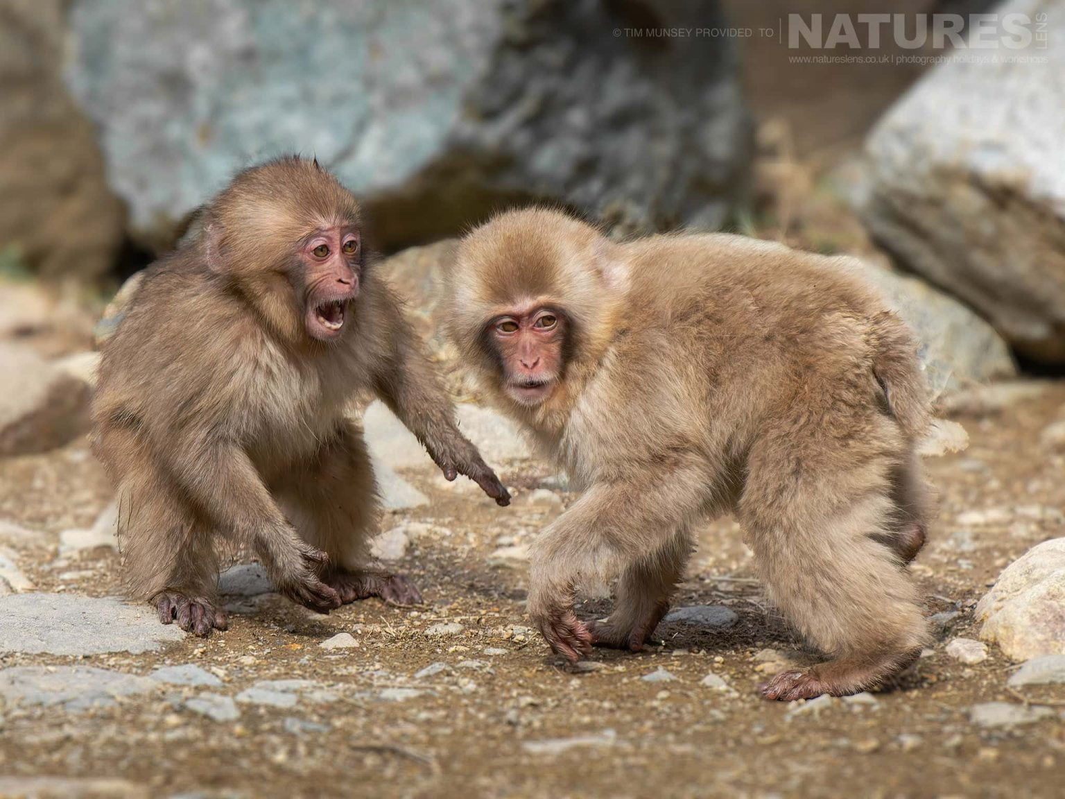 A Pair Of Young Snow Monkeys Or Japanese Macaques Of Jigokudani Snow Monkey Park Playing One Of The Species Featured During Our Japans Winter Wildlife Photography Holiday