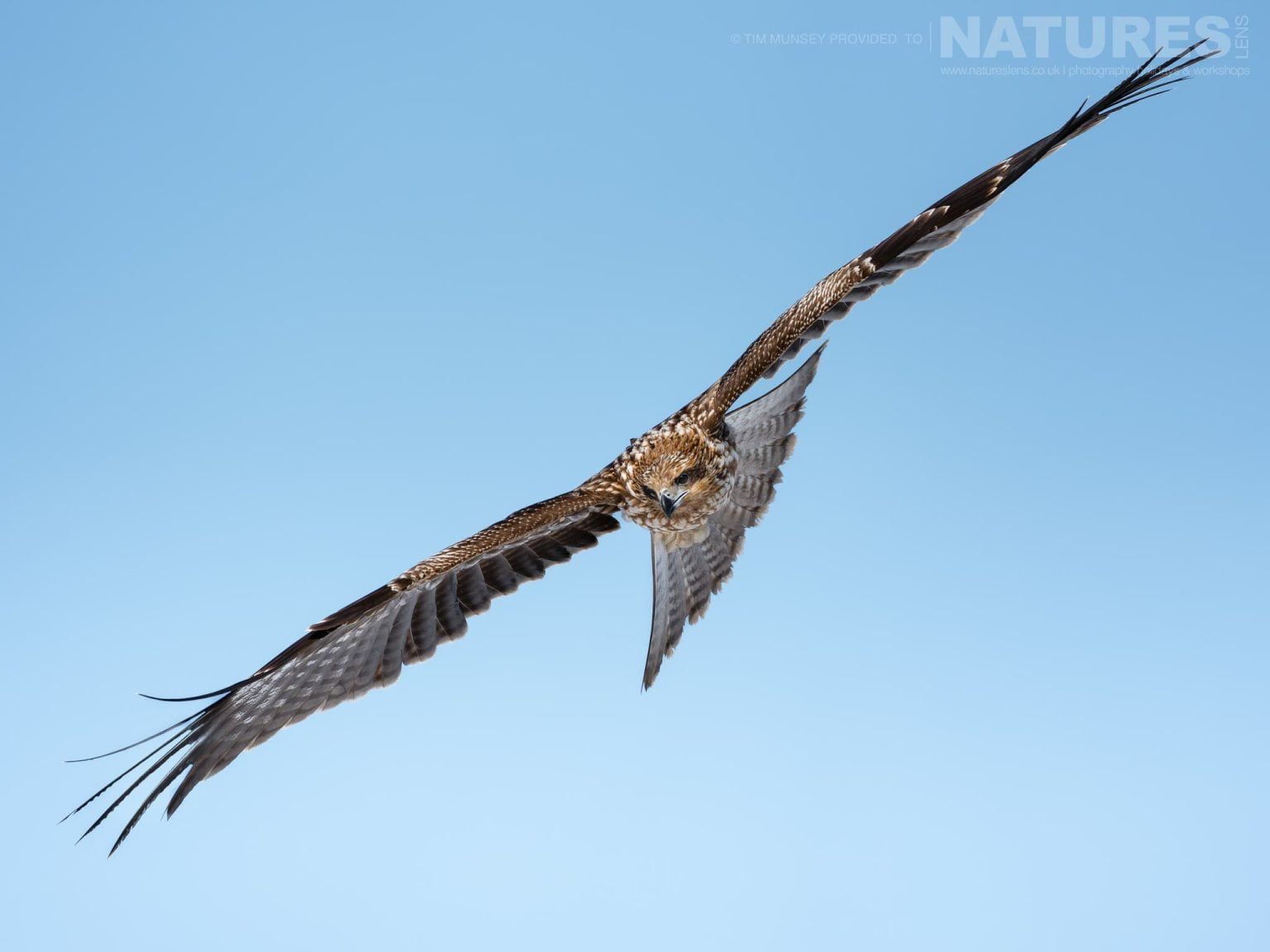 One Of The Black Eared Kites In Flight One Of The Species Featured During Our Japans Winter Wildlife Photography Holiday