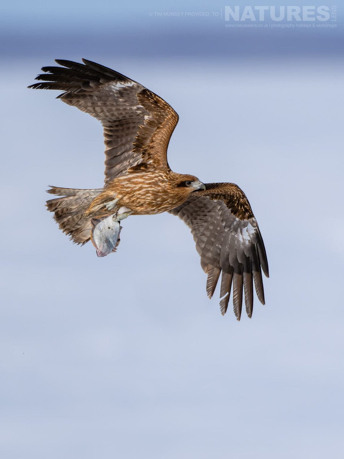 One Of The Black Eared Kites In Flight Over A Frozen Lake One Of The Species Featured During Our Japan's Winter Wildlife Photography Holiday