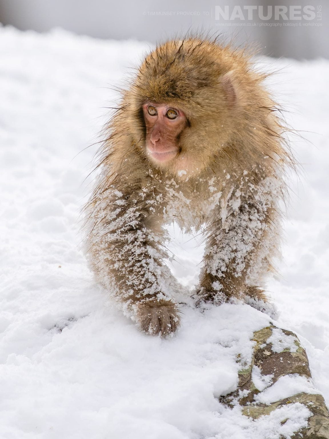One Of The Snow Monkeys Or Japanese Macaques Of Jigokudani Snow Monkey Park In The Snow One Of The Species Featured During Our Japans Winter Wildlife Photography Holiday