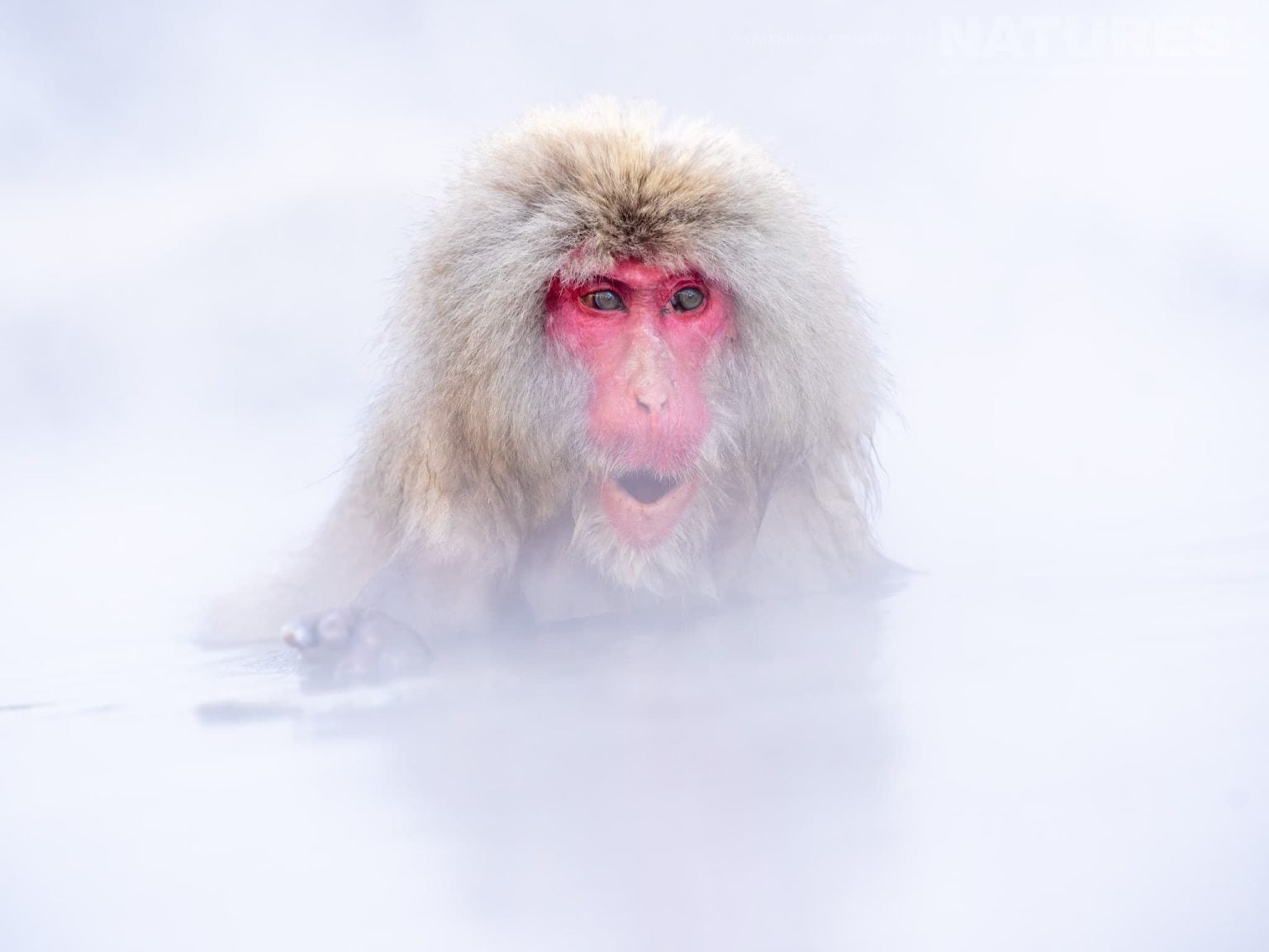 One Of The Snow Monkeys Or Japanese Macaques Of Jigokudani Snow Monkey Park In The Thermal Pool One Of The Species Featured During Our Japans Winter Wildlife Photography Holiday