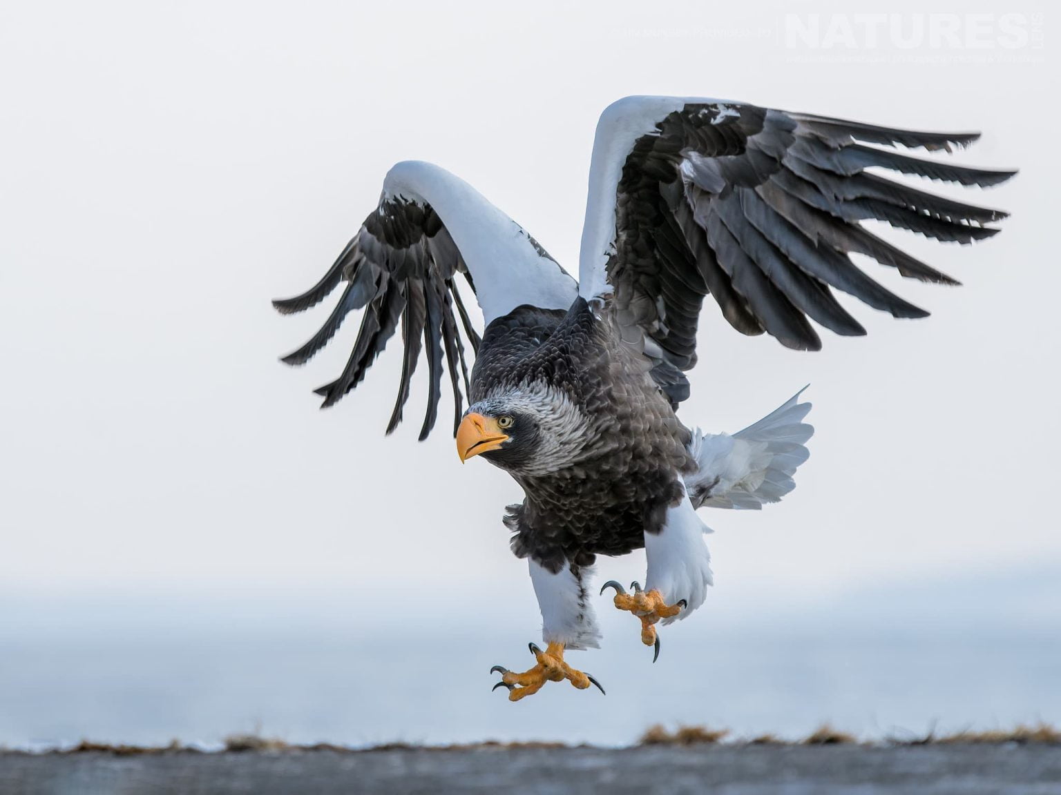 One Of The Stellers Sea Eagles Of Hokkaido Comes In To Land One Of The Species Featured During Our Japans Winter Wildlife Photography Holiday