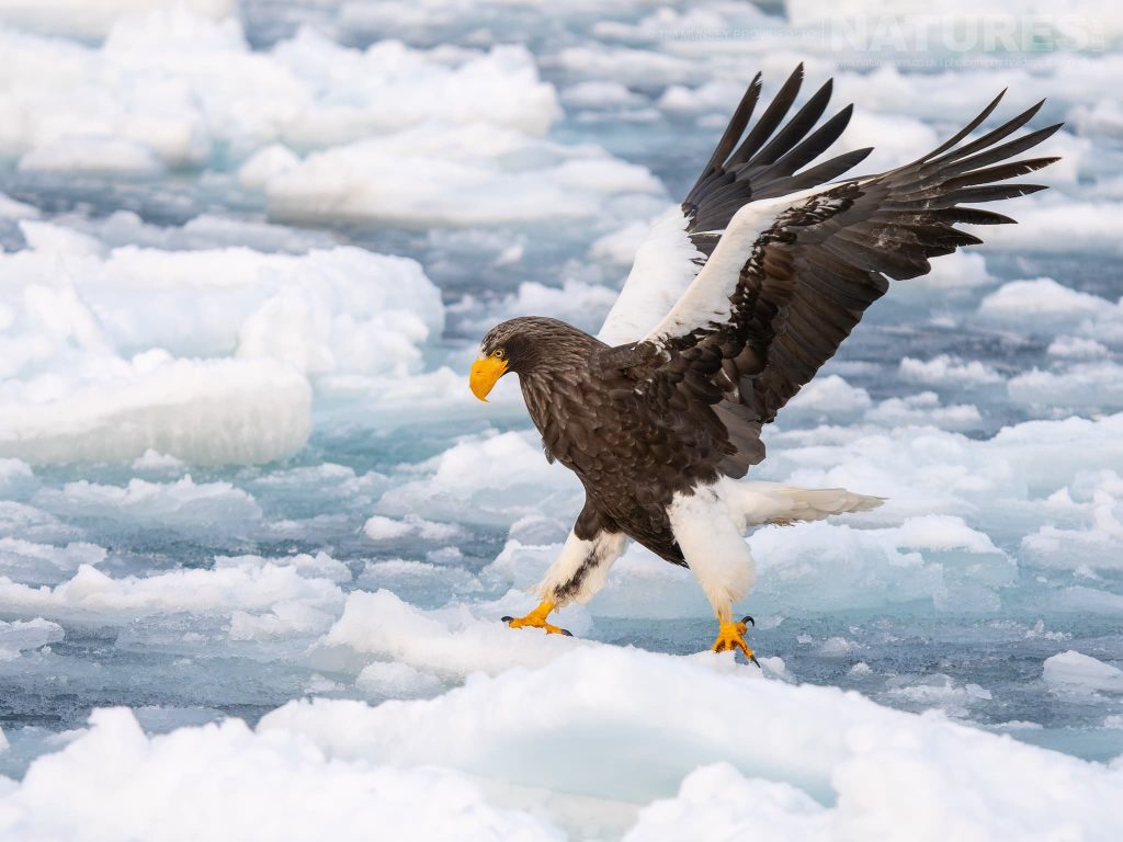 One Of The Stellers Sea Eagles Of Hokkaido Landing On The Ice One Of The Species Featured During Our Japans Winter Wildlife Photography Holiday Tim Munsey – Japanese Winter Wildlife Revealed – 2023