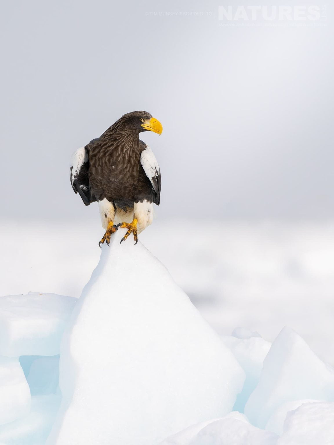 One Of The Stellers Sea Eagles Of Hokkaido Perched On An Icy Outcrop One Of The Species Featured During Our Japans Winter Wildlife Photography Holiday