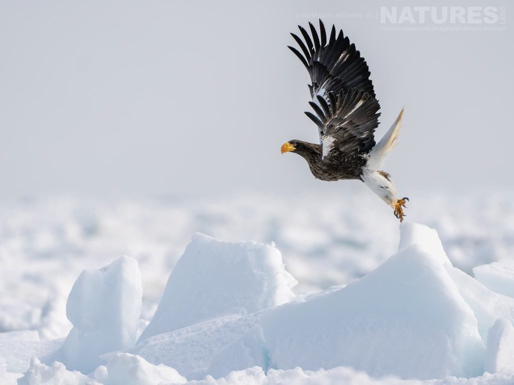 Join Us For The Japanese Wildlife in Winter Photography Tour